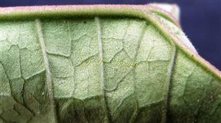  Leaf (Abaxial View)